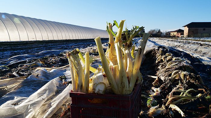 cardo avorio appena raccolto