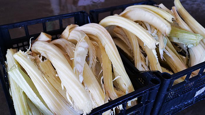 cardo avorio pronto per il confezionamento