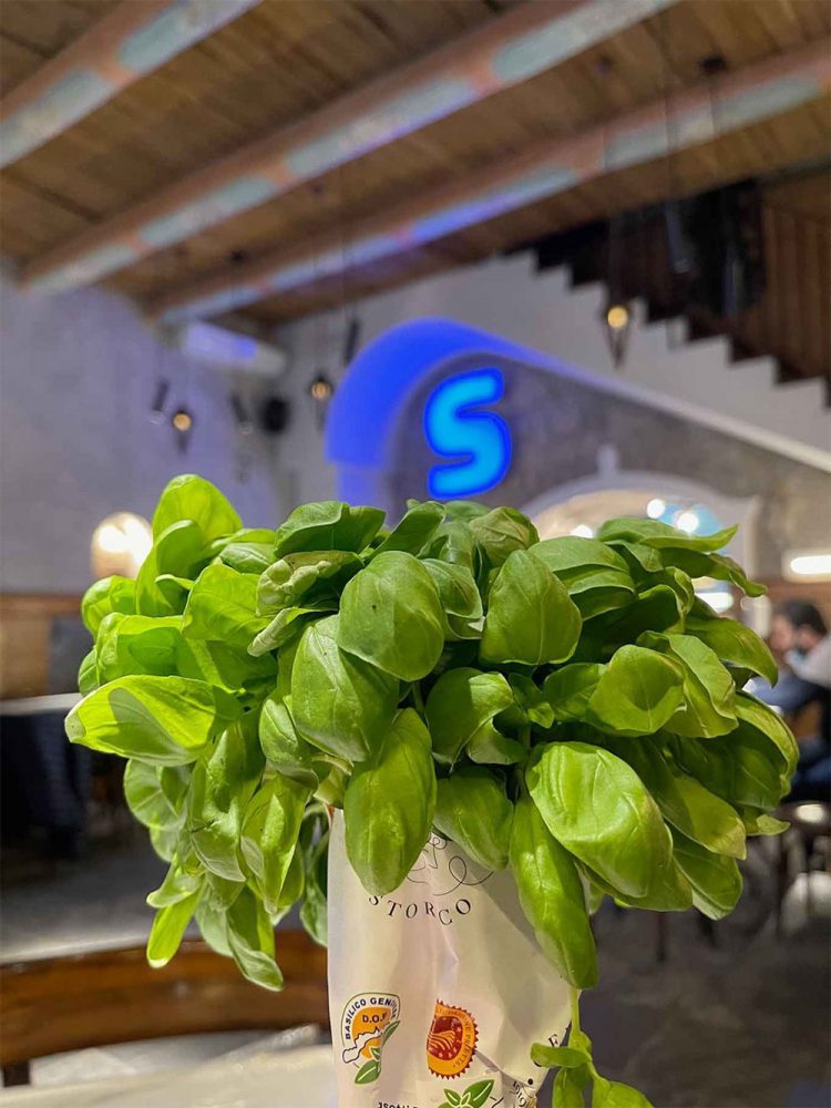 Basilico Genovese Storico