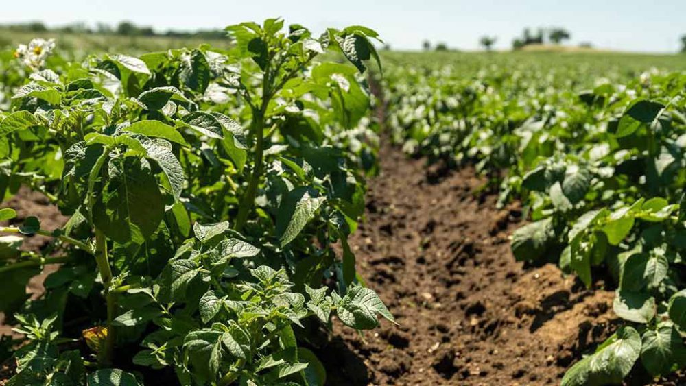 Piante della Patata dell'Alto Viterbese I.G.P.