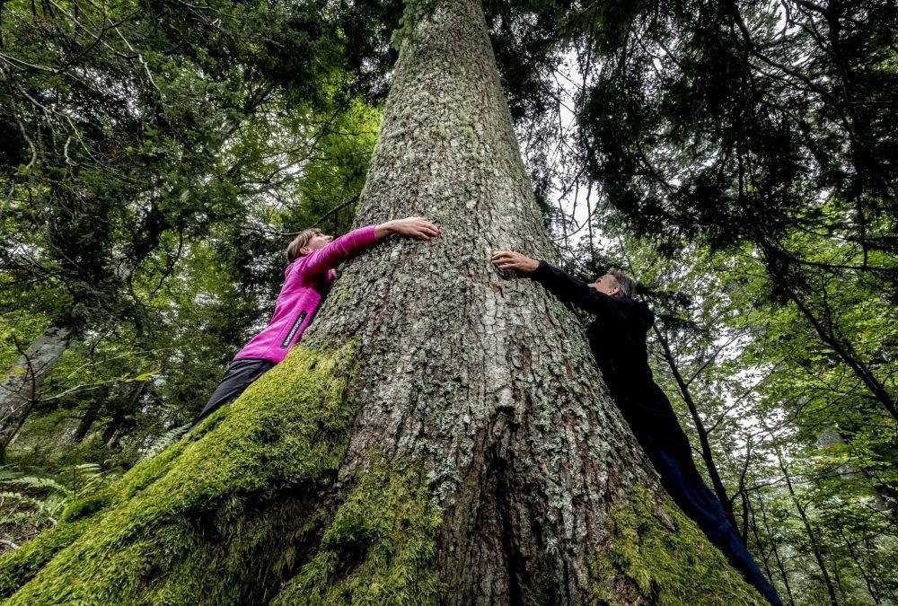 5 Val Noana_Sentiero degli Abeti Giganti_ph www.orlerimages.com