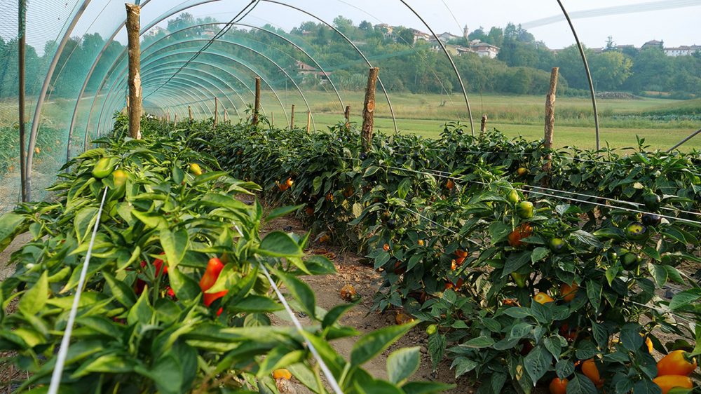 Peperone di Capriglio - piante
