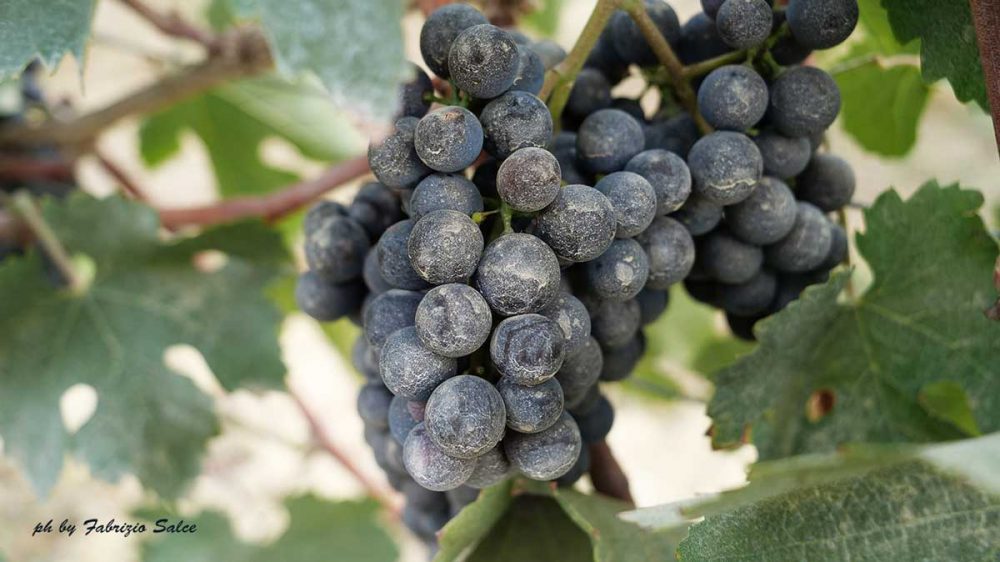 uva nebbiolo vini del roero