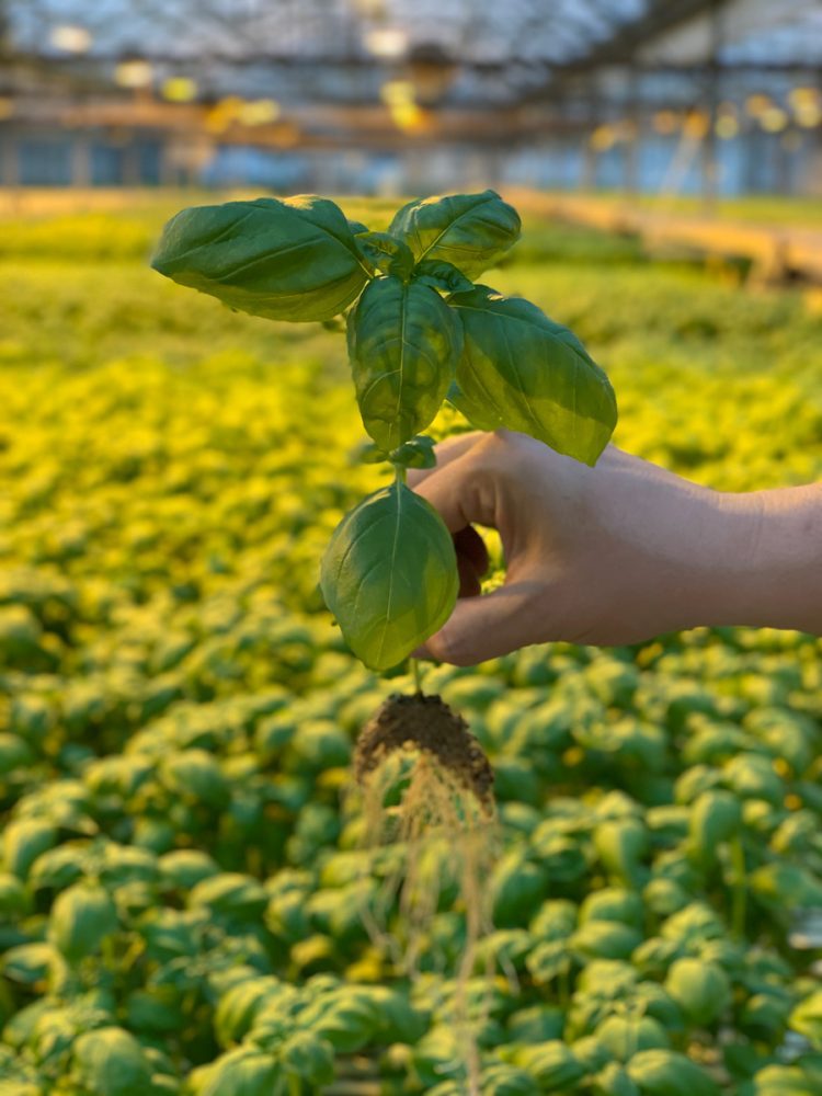 Coltivazione Basilico Il Bettolino-2