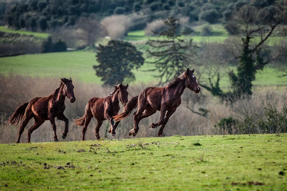 DMO la Francigena Tuscia Cavalli Liberi nella Tuscia_Foto di Luca Perazzolo