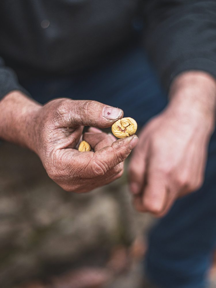 Castagneto-Castagna-secca-5_R