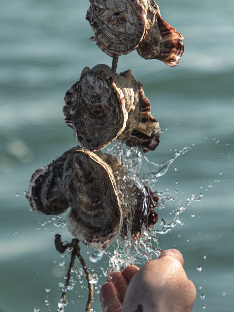 Ostriche delta del po