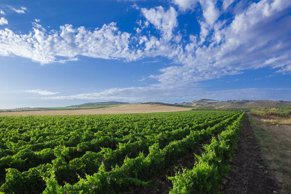 foto vigneto Erice Doc