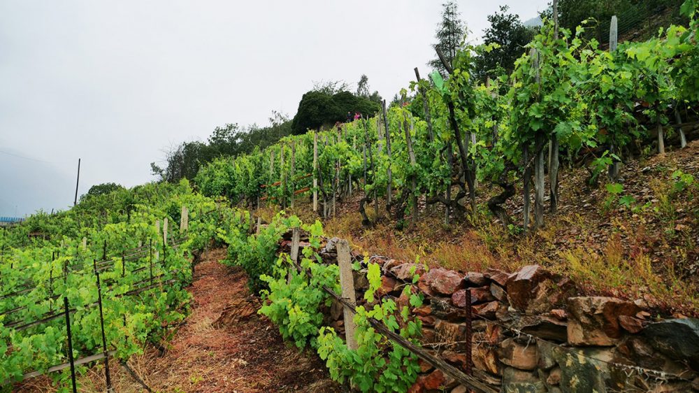 vigneto-di-montagna-3 valle di susa