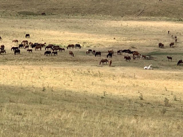 Transumanza dei cavalli