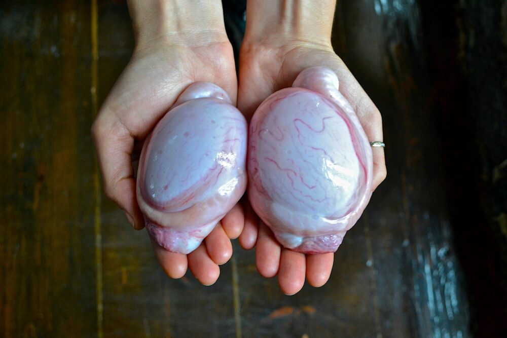 testicoli di toro freschi