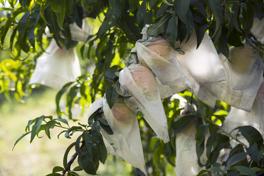 Pesca di Leonforte IGP