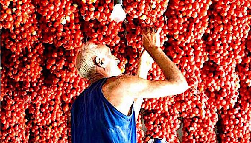 i pomodori di Ischia poste a pennoli