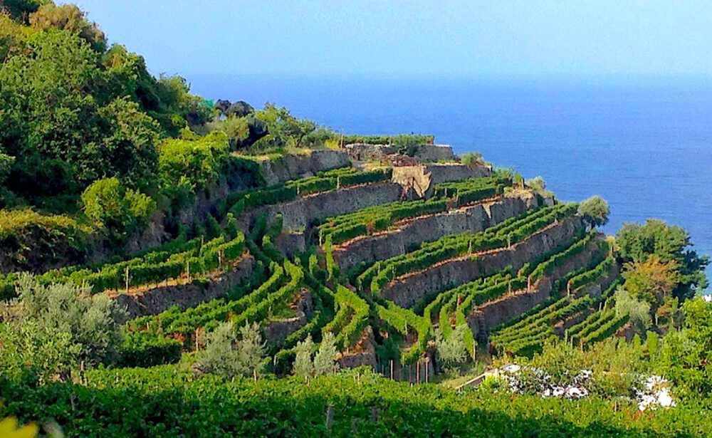 tipici terrazzamenti eroici a Ischia