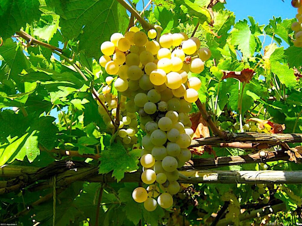 un grappoloo di Forastera