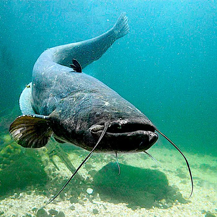 Il grande pesce siluro