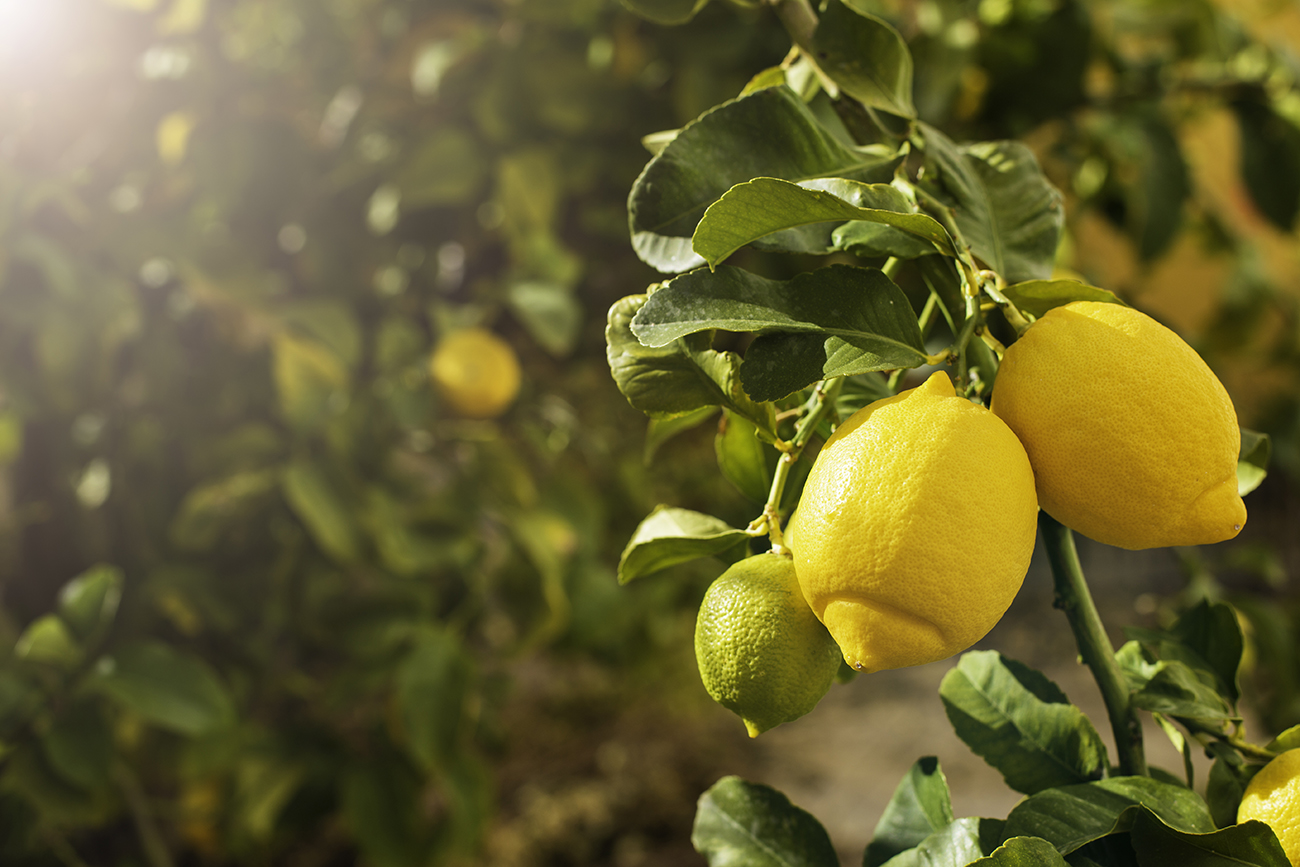 Limoni sull'albero. Un approfondimento sul frutto del limone