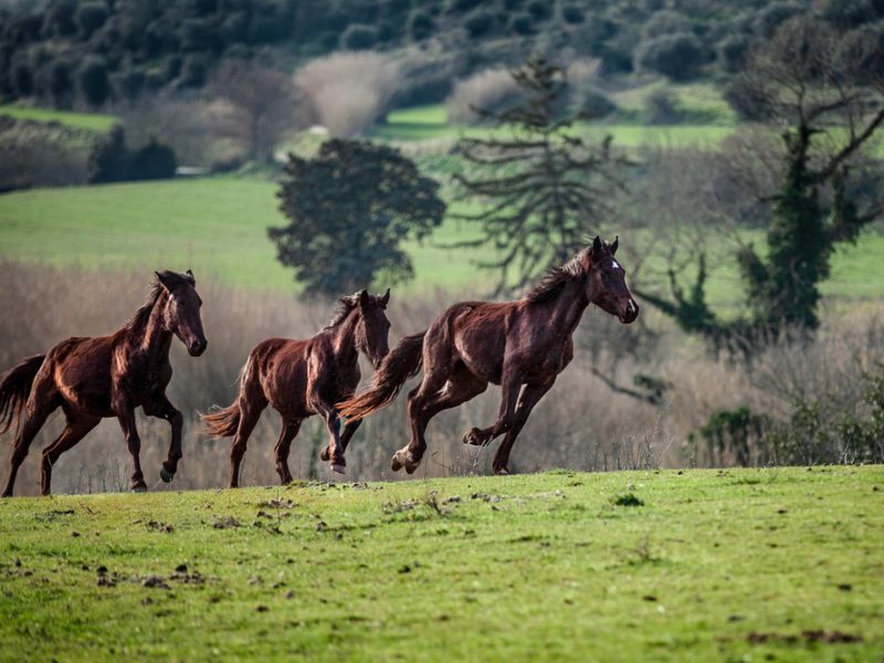 DMO la Francigena Tuscia Cavalli Liberi nella Tuscia_Foto di Luca Perazzolo