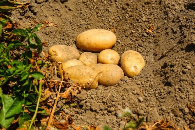 Patate sostenibili