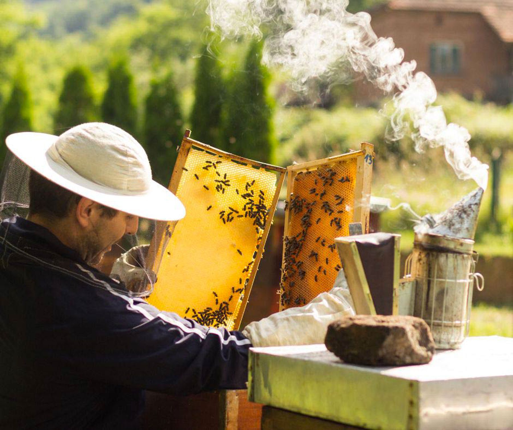 Vacanze 2026, è caccia ad api e alveari. apiturismo